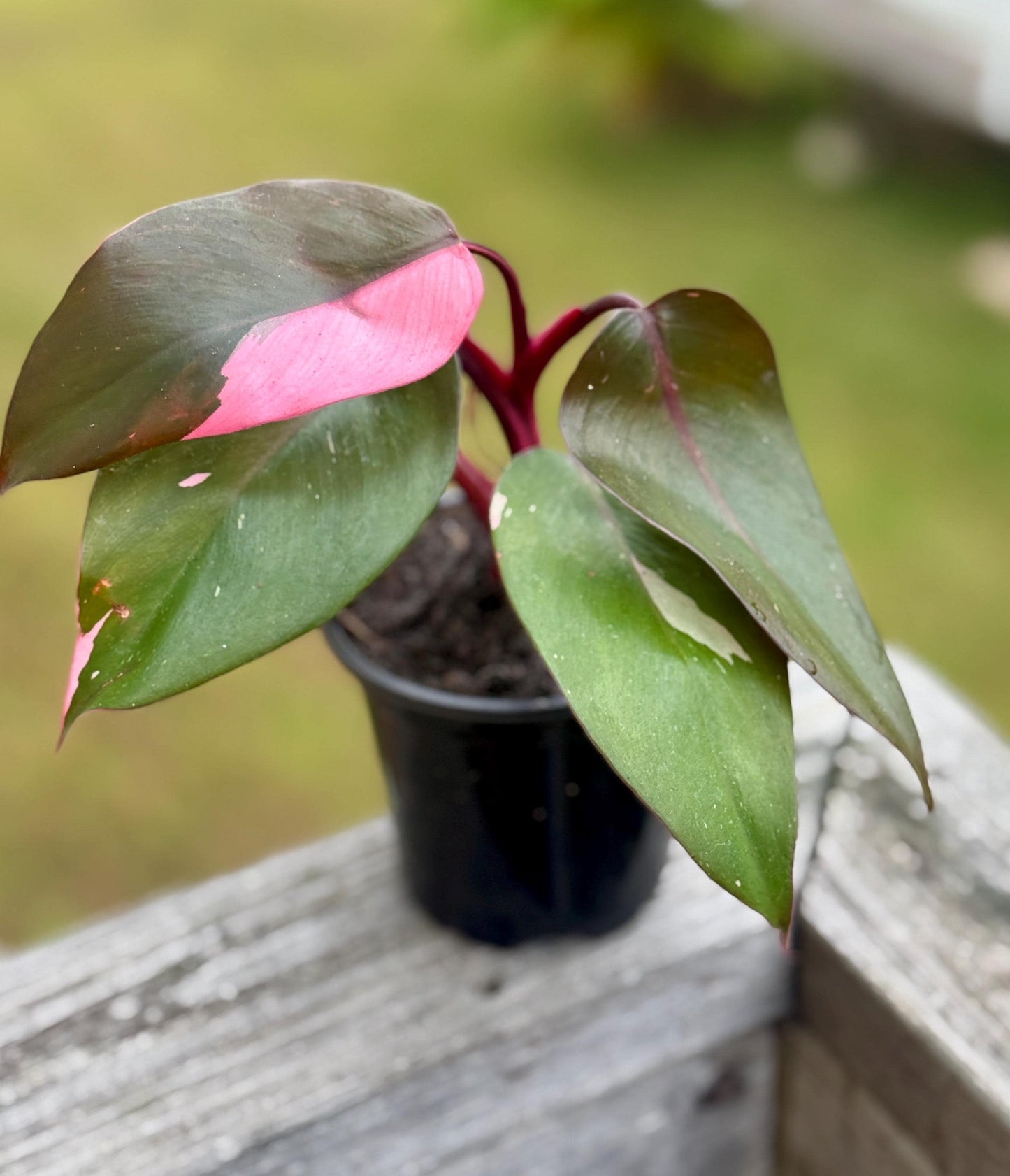 Live Pink Princess Philodendron Starter Plant (3–6”)