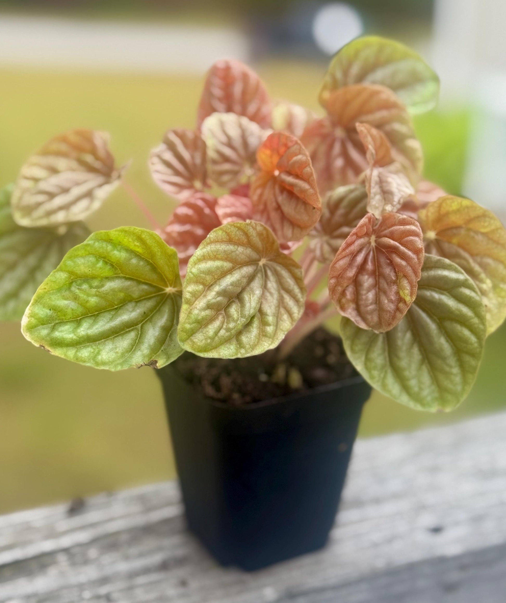 Live Peperomia ‘Quito’ Starter Plant (2–4”)