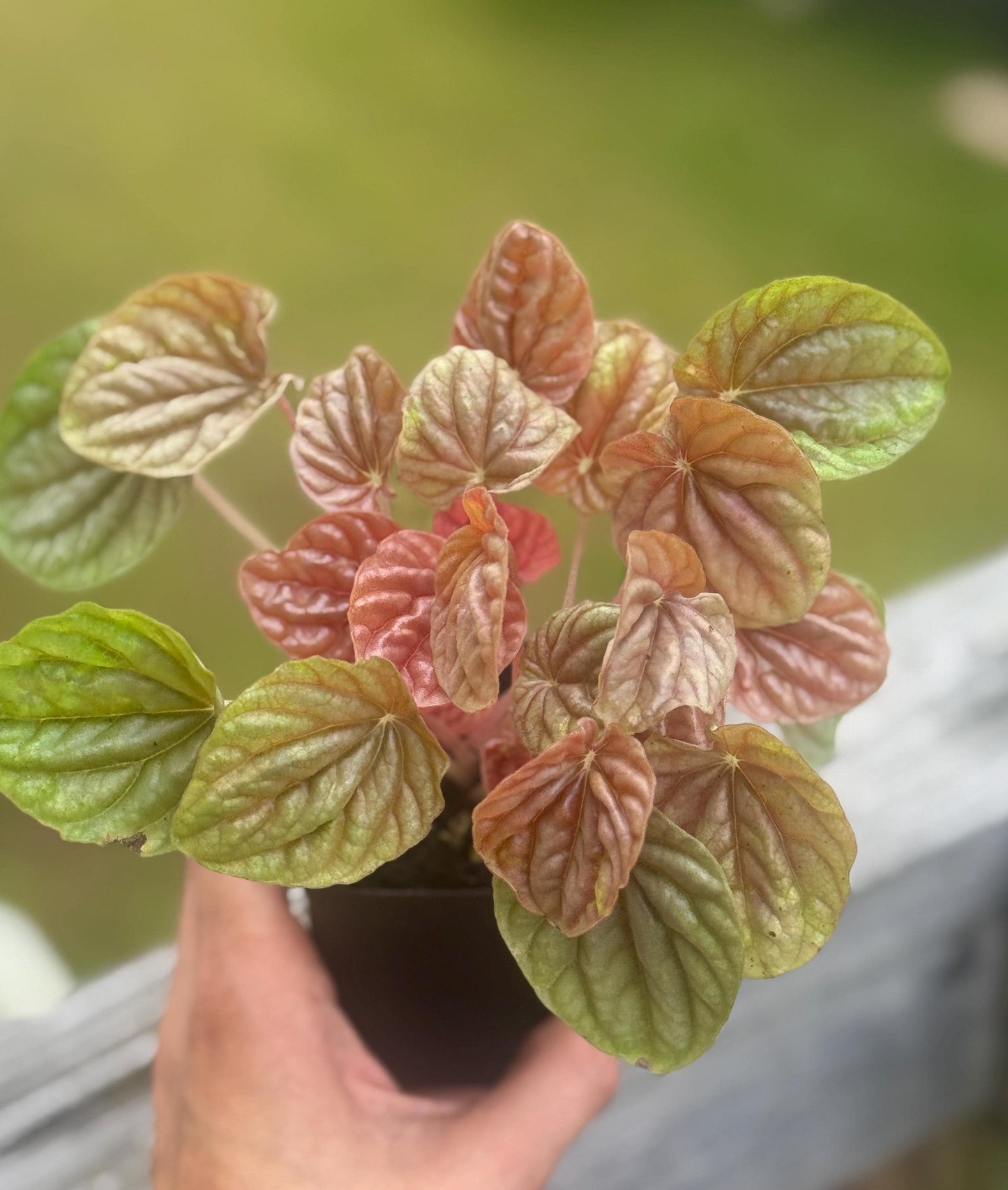 Live Peperomia ‘Quito’ Starter Plant (2–4”)