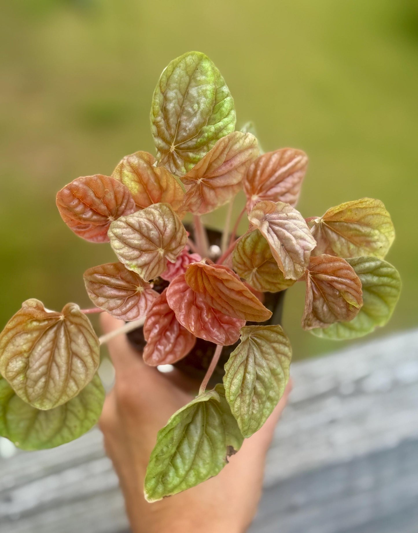 Live Peperomia ‘Quito’ Starter Plant (2–4”)
