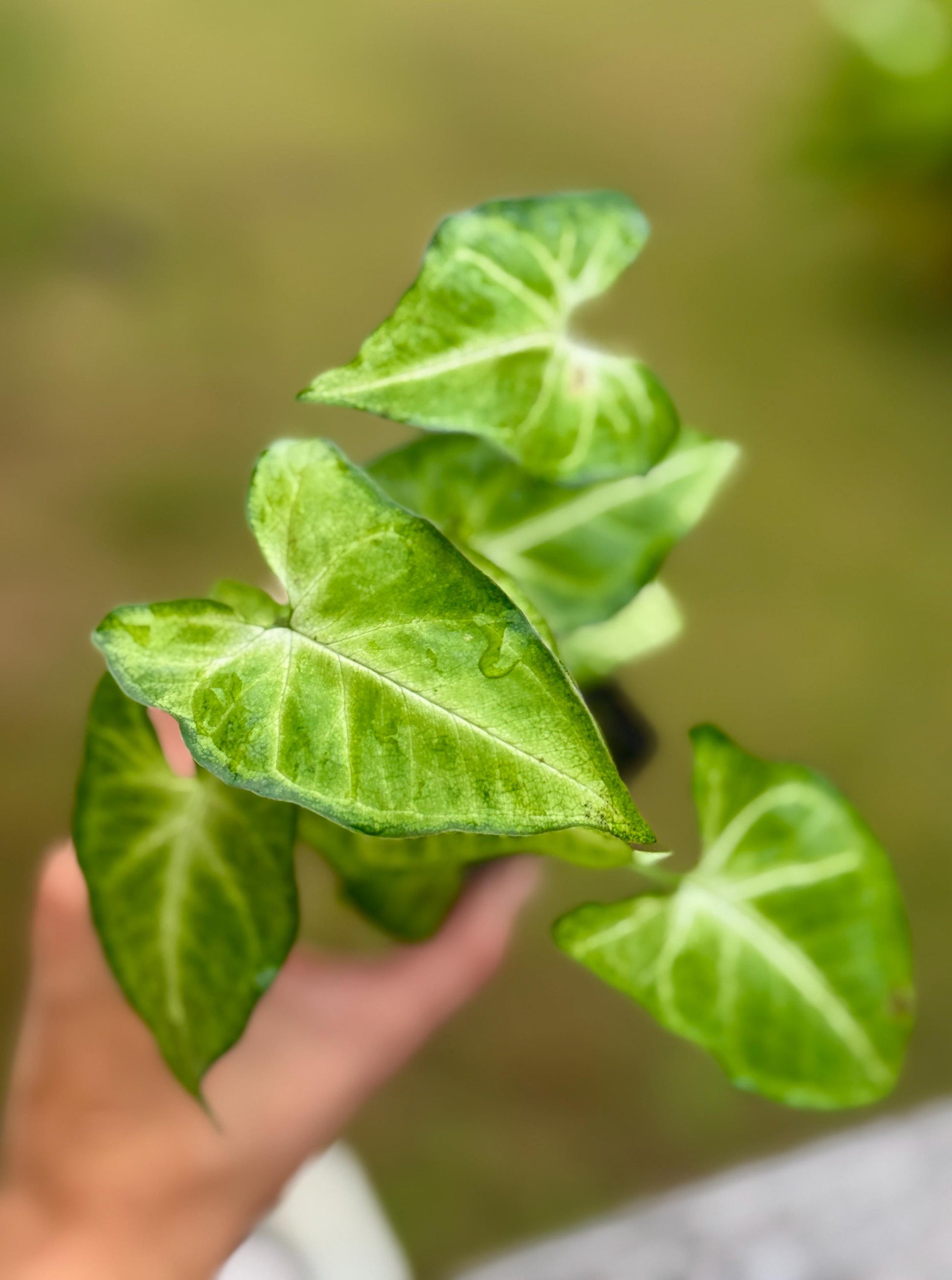 Live Syngonium ‘White Butterfly’ Starter Plant (4–7”)