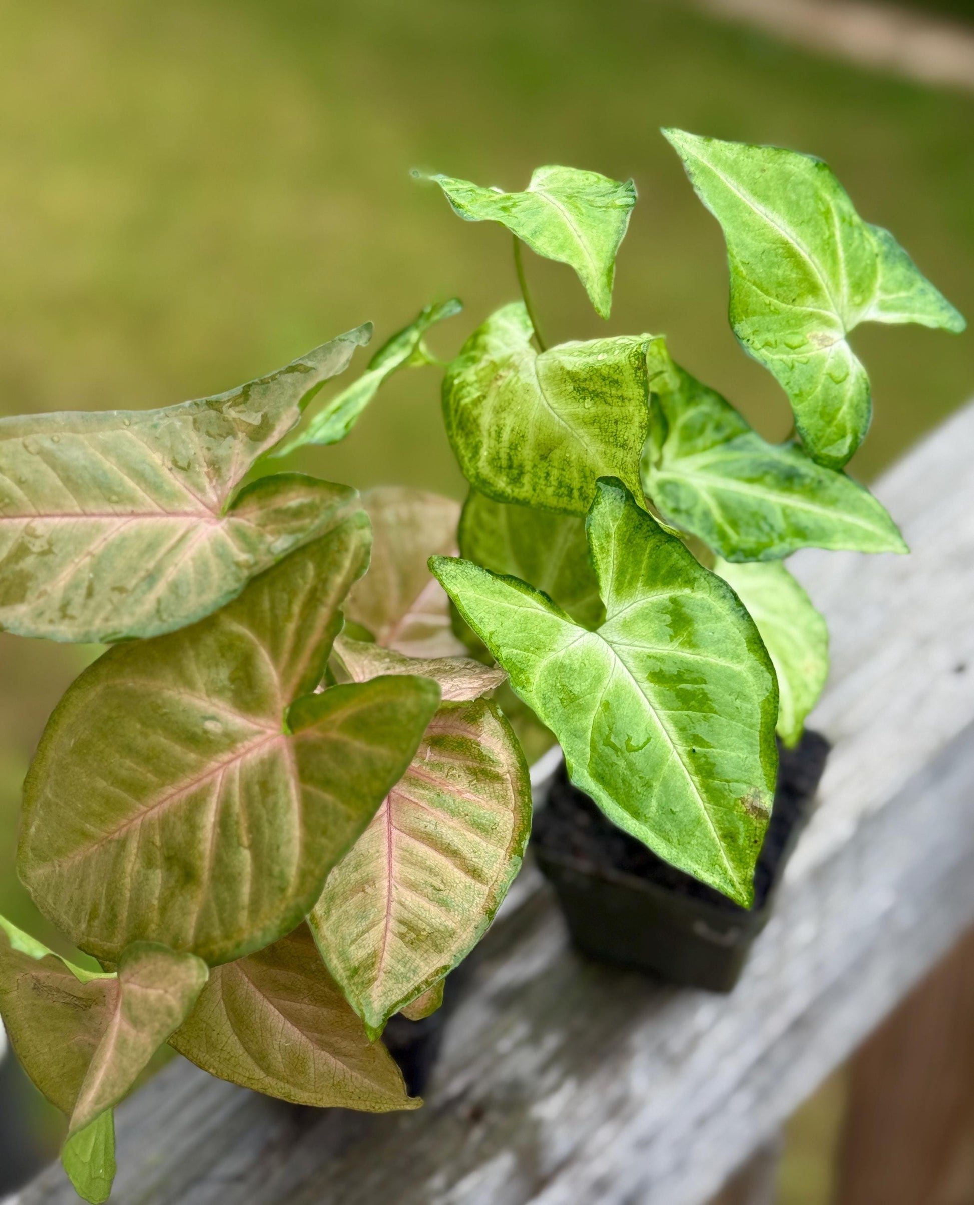 Syngonium Bundle – Strawberry Cream + White Butterfly (4–7” each)