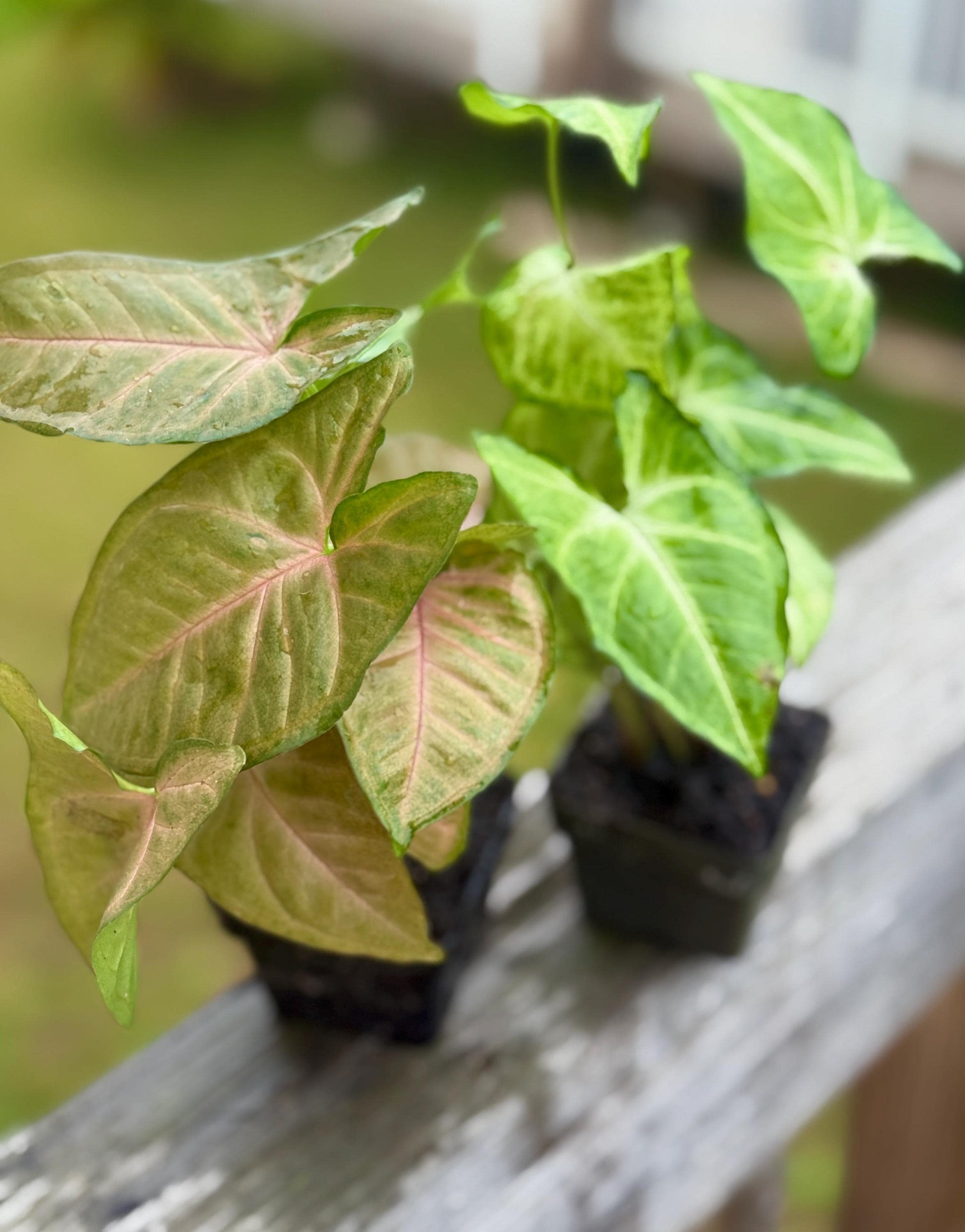 Syngonium Bundle – Strawberry Cream + White Butterfly (4–7” each)