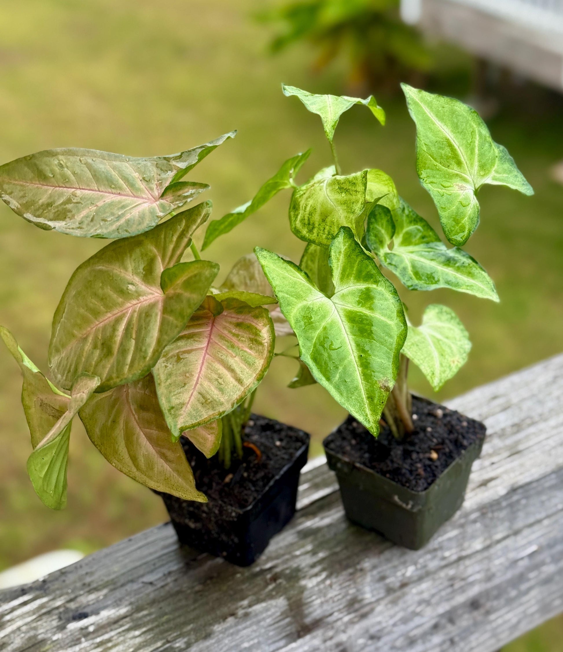 Syngonium Bundle – Strawberry Cream + White Butterfly (4–7” each)