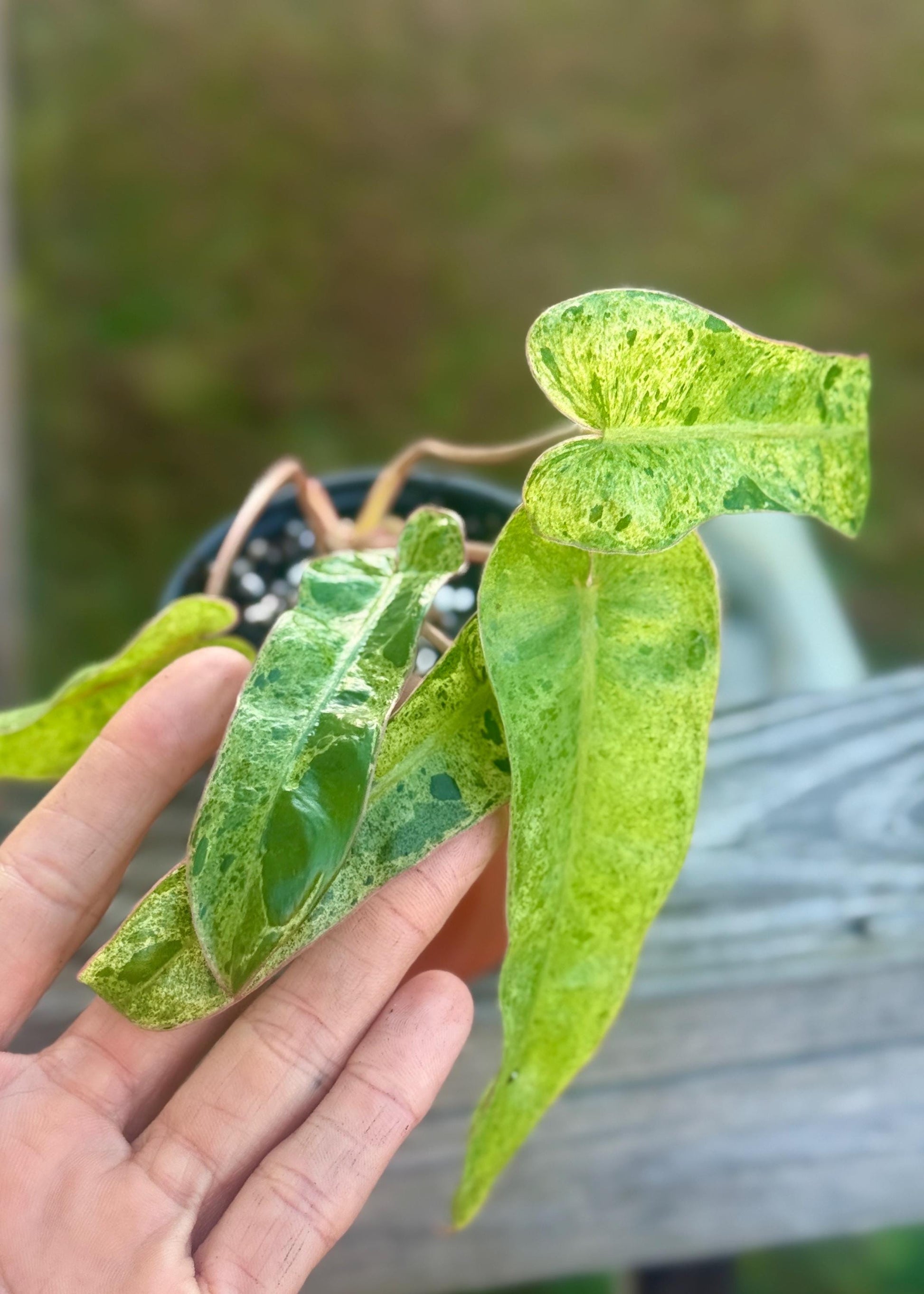 Philodendron Paraiso Verde — Starter Plant (5–9”) | Fast Grower | Live Houseplant