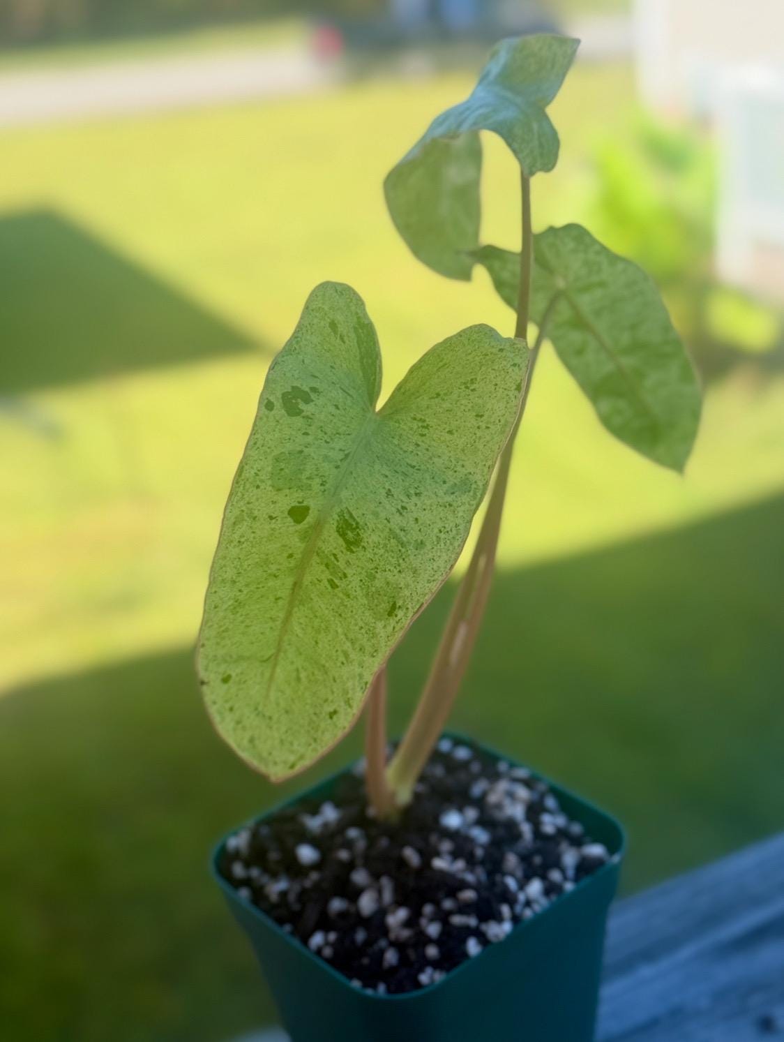 Philodendron Paraiso Verde — Starter Plant (5–9”) | Fast Grower | Live Houseplant