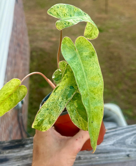 Philodendron Paraiso Verde — Starter Plant (5–9”) | Fast Grower | Live Houseplant